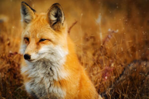Photograph of fox